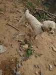 16-Month-Old Male Purebred Poodle - 1