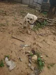 16-Month-Old Male Purebred Poodle - 2
