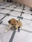 1-3 Month Male Purebred Dog - 2