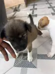 1-3 Month Male Purebred Dog - 3