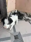 1-3 Month Male Purebred Dog - 4