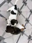 1-3 Month Male Purebred Dog - 5