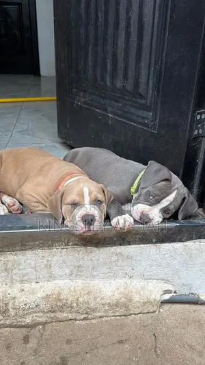 1-3 Months Male Purebred American Bully Puppy