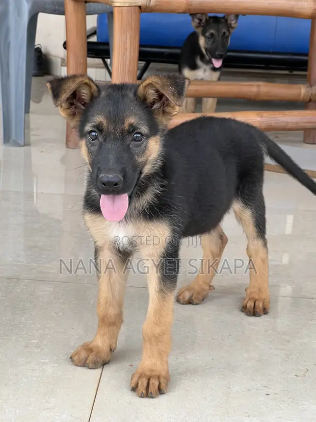 Female Purebred German Shepherd Puppy (1-3 Months) - 1