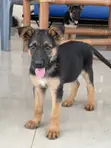 Female Purebred German Shepherd Puppy (1-3 Months) - 1