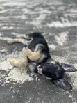 Female Purebred German Shepherd Puppy (1-3 Months) - 2