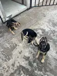 Female Purebred German Shepherd Puppy (1-3 Months) - 3
