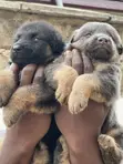 Female Purebred German Shepherd Puppy (1-3 Months) - 4