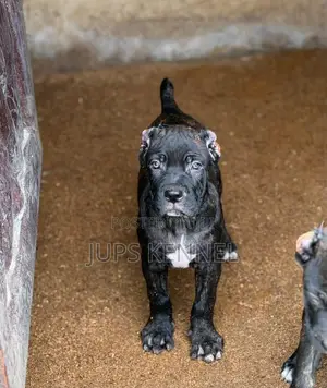 Purebred Cane Corso Puppies (1-3 Months)
