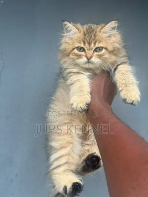 Female Purebred Persian Kitten (1-3 Months)
