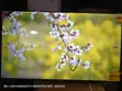 Asano 50" Smart TV - 2