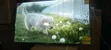 Asano 50-inch Smart TV - 1