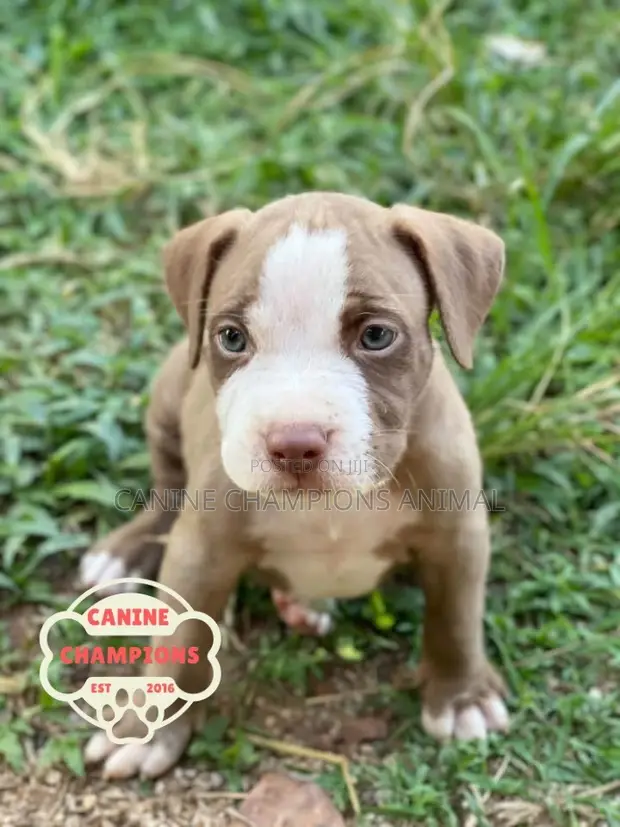 Female American Pit Bull Terrier Puppy (1-3 Months) - 1