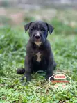 Female American Pit Bull Terrier Puppy (1-3 Months) - 2
