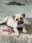 Female American Pit Bull Terrier Puppy (1-3 Months) - 3