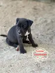 Female American Pit Bull Terrier Puppy (1-3 Months) - 4