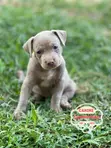 Female American Pit Bull Terrier Puppy (1-3 Months) - 5