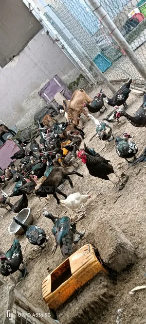 Mature Muscovy Ducks for Sale