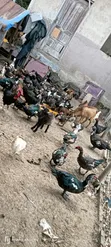 Mature Muscovy Ducks for Sale - 2