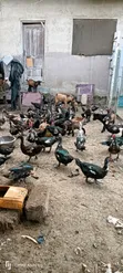 Mature Muscovy Ducks for Sale - 3