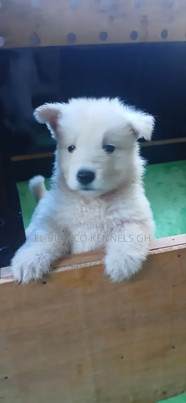 Female White Shepherd Puppy, 1-3 Months Old - 1