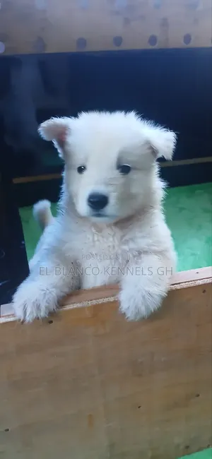 Female White Shepherd Puppy, 1-3 Months Old