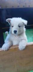 Female White Shepherd Puppy, 1-3 Months Old - 1