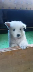 Female White Shepherd Puppy, 1-3 Months Old - 2