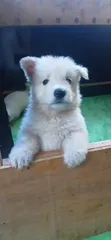 Female White Shepherd Puppy, 1-3 Months Old - 3
