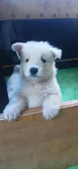 Female White Shepherd Puppy, 1-3 Months Old - 4