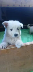 Female White Shepherd Puppy, 1-3 Months Old - 5