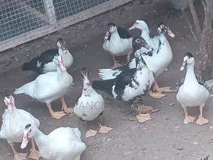 Healthy Ducks for Sale - 3 Months Old