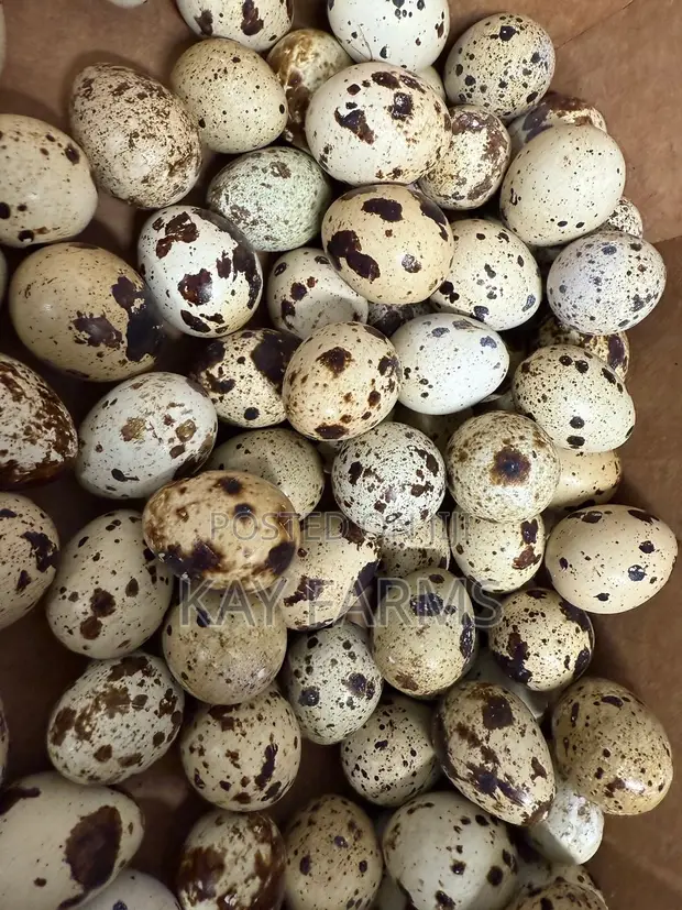 Quail Meat and Fresh Eggs for Sale - 1
