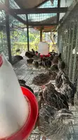 Quail Meat and Fresh Eggs for Sale - 2
