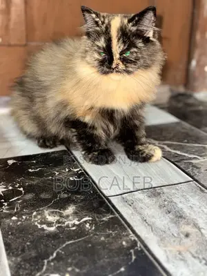 Purebred Persian Kitten - 1-3 Months Old