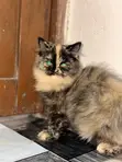 Purebred Persian Kitten - 1-3 Months Old - 2