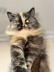 Purebred Persian Kitten - 1-3 Months Old - 3