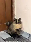 Purebred Persian Kitten - 1-3 Months Old - 4
