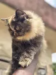 Purebred Persian Kitten - 1-3 Months Old - 5