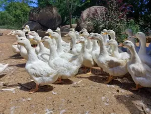 Pekin Ducks for Sale