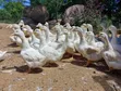 Pekin Ducks for Sale - 1