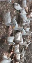 Pekin Ducks for Sale - 2