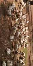 Pekin Ducks for Sale - 3