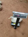 Pekin Ducks for Sale - 4