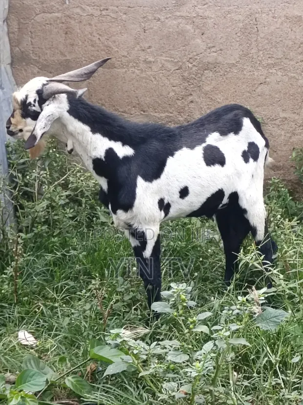 Male Goat for Sale - 1