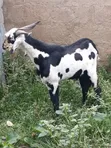 Male Goat for Sale - 1