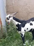 Male Goat for Sale - 2