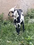 Male Goat for Sale - 3