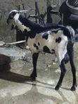 Male Goat for Sale - 4