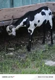 Male Goat for Sale - 5